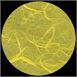 International Paper Unryu-Bright Yellow