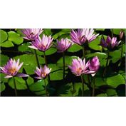 Du-All Coated Bond InkJet 8mil Photographic Paper 36" X 100' (SALE!) Satin Finish